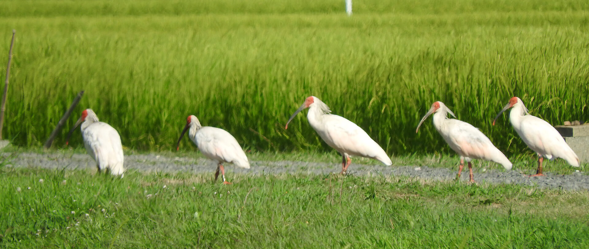 トキを見に、佐渡島へ行く