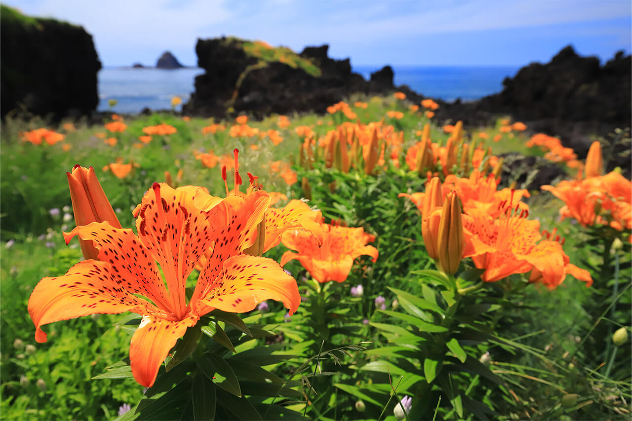藻浦崎公園(岩ユリ)