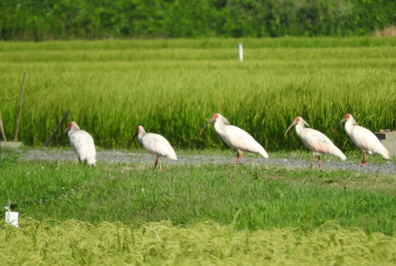野生のトキに会いに行く