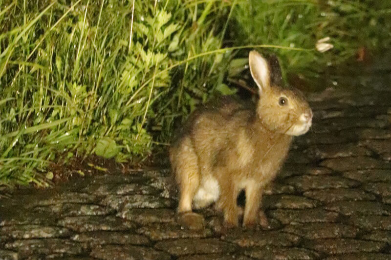 サドノウサギ