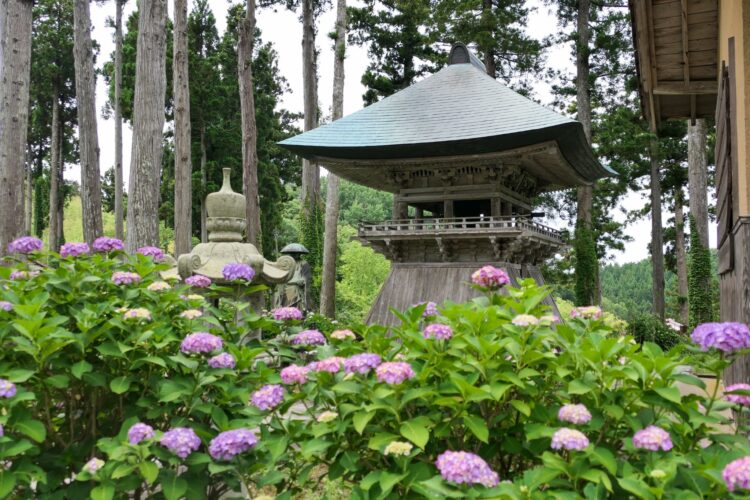 梅雨の佐渡に咲く、7,000株の紫陽花
