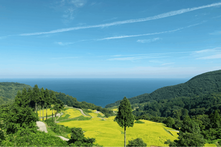 さどの絶景棚田で稲刈りとごちそうの1日